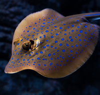 Cairns Aquarium Tour by Twilight with Drink and Appetiser - St Kilda Accommodation