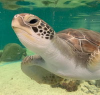 Cairns Aquarium Marine Life Encounter Ticket with 2-Course Lunch - St Kilda Accommodation