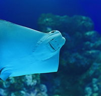 Cairns Aquarium Family Ticket - St Kilda Accommodation