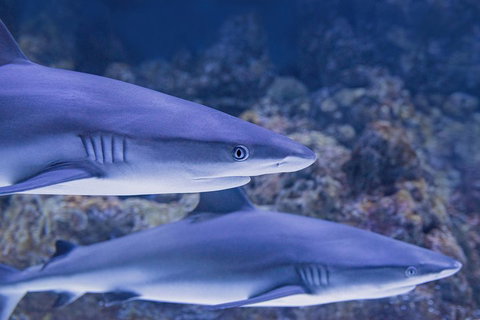 Cairns Aquarium Dive With The Sharks - St Kilda Accommodation 1