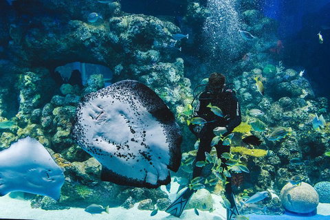 Cairns Aquarium Dive With The Sharks - St Kilda Accommodation 2
