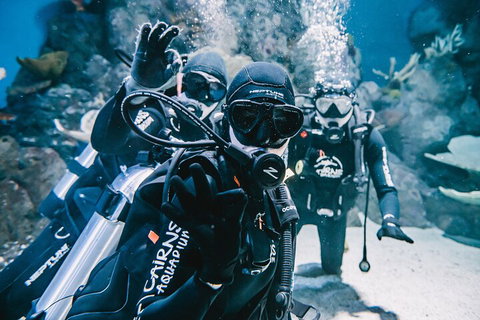 Cairns Aquarium Dive With The Sharks - St Kilda Accommodation 3