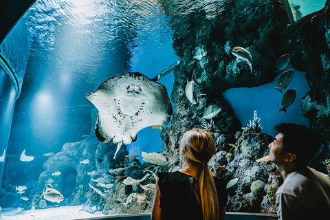 Cairns Aquarium Dive With The Sharks - St Kilda Accommodation 4
