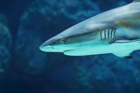 Cairns Aquarium Dive With The Sharks - St Kilda Accommodation 5