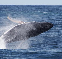 Whale Watching by Sea World Cruises - St Kilda Accommodation