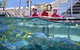 Outer Reef Pontoon Experience From Cairns - thumb 0