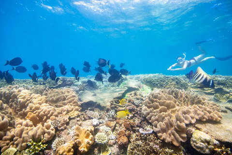 Outer Reef Pontoon Experience From Cairns - St Kilda Accommodation 4