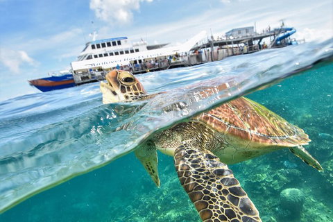 Outer Reef Pontoon Experience From Cairns - St Kilda Accommodation 5