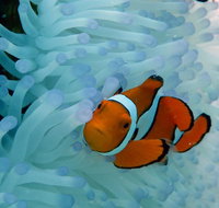 Seastar Luxury Outer Great Barrier Reef Island and Reef Tour from Cairns - St Kilda Accommodation