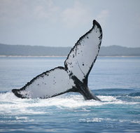 Hervey Bay Whale Watching Cruise - St Kilda Accommodation