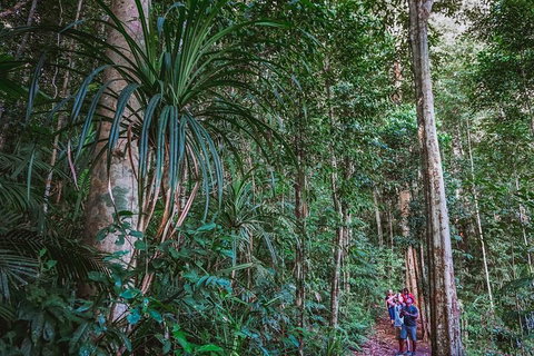 Atherton Tablelands Rain Forest By Night From Cairns - St Kilda Accommodation 0