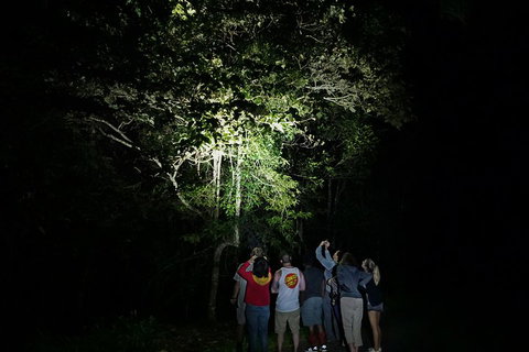 Atherton Tablelands Rain Forest By Night From Cairns - St Kilda Accommodation 2