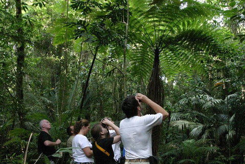 Atherton Tablelands Rain Forest By Night From Cairns - St Kilda Accommodation 3