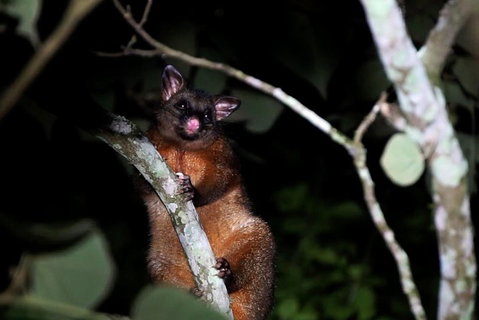 Atherton Tablelands Rain Forest By Night From Cairns - St Kilda Accommodation 4