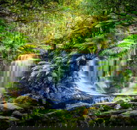 Day Tour in Mt. Field Mt. Wellington Bonorong Wildlife Sanctuary and Richmond - St Kilda Accommodation