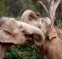 Melbourne Zoo General Entry Ticket - St Kilda Accommodation
