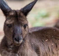 Australian Wildlife Tour at Melbourne Zoo Ticket - St Kilda Accommodation