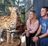 African Cat Encounter at Werribee Open Range Zoo - St Kilda Accommodation