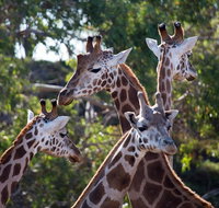 Werribee Open Range Zoo General Admission Ticket - St Kilda Accommodation