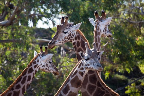 Werribee Open Range Zoo General Admission Ticket - St Kilda Accommodation 0