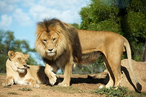 Werribee Open Range Zoo General Admission Ticket - St Kilda Accommodation 1