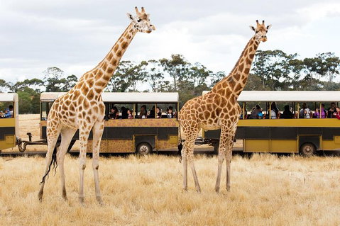 Werribee Open Range Zoo General Admission Ticket - St Kilda Accommodation 2