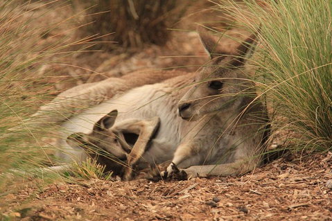 Werribee Open Range Zoo General Admission Ticket - St Kilda Accommodation 3