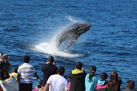 Tangalooma Island Resort Whale Watching Day Cruise With Dolphin Viewing - St Kilda Accommodation 1