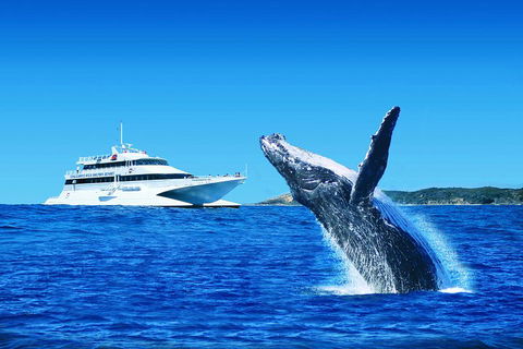 Tangalooma Island Resort Whale Watching Day Cruise With Dolphin Viewing - St Kilda Accommodation 2