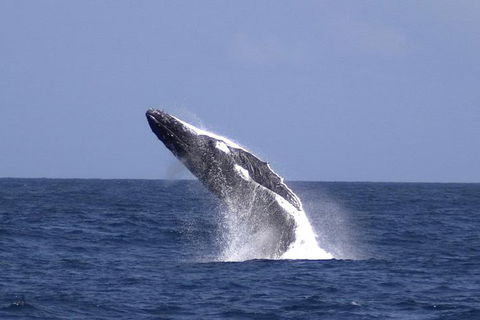 Tangalooma Island Resort Whale Watching Day Cruise With Dolphin Viewing - St Kilda Accommodation 4