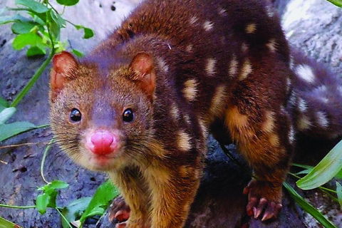 Hartley's Crocodile Adventures Breakfast With The Koalas - St Kilda Accommodation 2