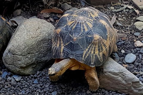Hartley's Crocodile Adventures Breakfast With The Koalas - St Kilda Accommodation 4