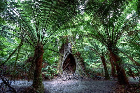 Small-Group Great Ocean Road And 12 Apostles Full-Day Tour From Melbourne - St Kilda Accommodation 4
