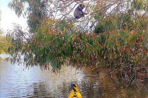 Kangaroo Island Self-Guided Kayaking On The Harriet River - St Kilda Accommodation 4