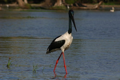 Litchfield And Jumping Crocodiles Full Day Trip From Darwin - St Kilda Accommodation 1