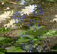 Yellow Water Cruise - Kakadu - St Kilda Accommodation