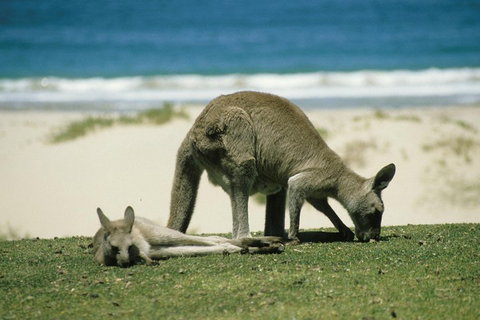 Great Ocean Road Highlights Tour - 2 Days, 1 Night - St Kilda Accommodation 2