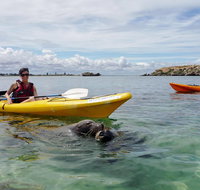 Seal Island and Penguin Island or Point Peron Sea Kayak Tour - St Kilda Accommodation