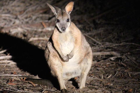 Small-Group Kangaroo Island 4WD Night Tour - St Kilda Accommodation 3