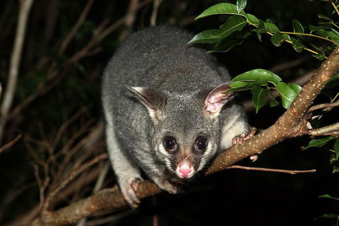 Small-Group Kangaroo Island 4WD Night Tour - St Kilda Accommodation 5