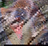 After Dark Tasmanian Devil Feeding Tour at Cradle Mountain