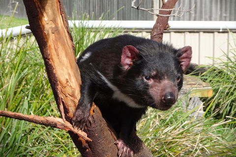 Tasmania 4 Day East Coast + Launceston - St Kilda Accommodation 2