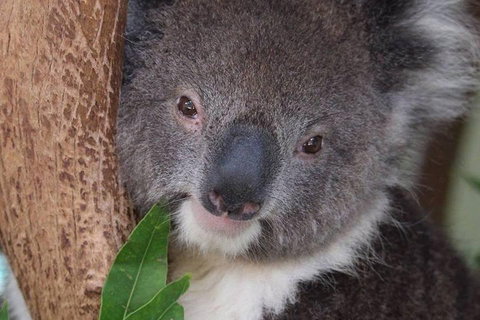 All Inclusive Blue Mountains Small-Group Day Trip From Sydney - St Kilda Accommodation 1