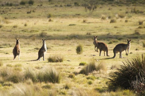 The Explorers' Discovery Tour - Gold, Wine & Wildlife - St Kilda Accommodation 5