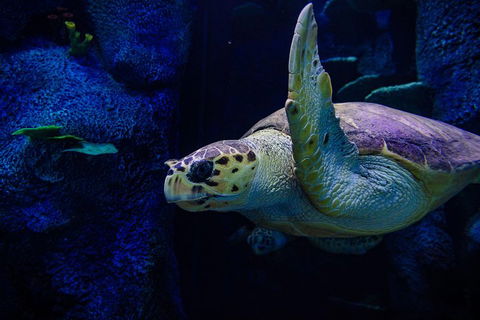 Sydney Attractions Pass: SEA LIFE Aquarium, Sydney Tower Eye, WILD LIFE Zoo And Madame Tussauds - St Kilda Accommodation 1