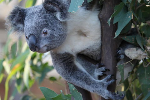 Sydney Attractions Pass: SEA LIFE Aquarium, Sydney Tower Eye, WILD LIFE Zoo And Madame Tussauds - St Kilda Accommodation 2