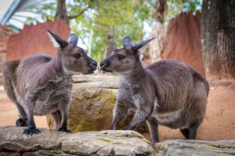 Sydney Attractions Pass: SEA LIFE Aquarium, Sydney Tower Eye, WILD LIFE Zoo And Madame Tussauds - St Kilda Accommodation 5