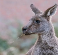 Grampians National Park with Kangaroos and MacKenzie Falls from Melbourne - St Kilda Accommodation