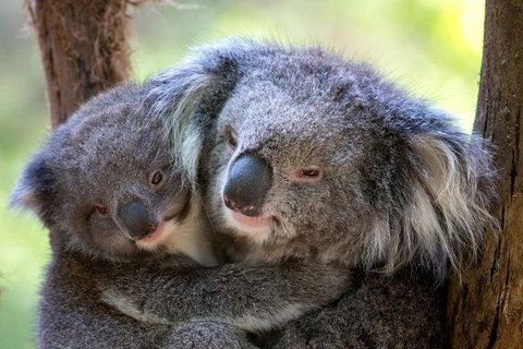Healesville Sanctuary General Entry Ticket - St Kilda Accommodation 0