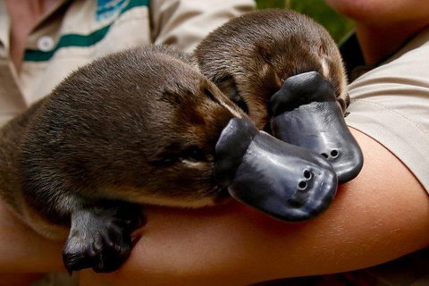 Healesville Sanctuary General Entry Ticket - St Kilda Accommodation 1